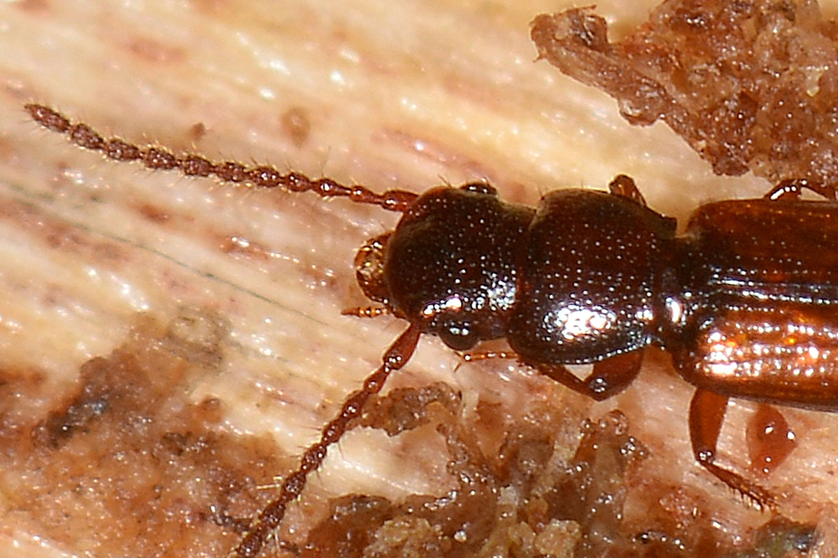 Staphylinidae: Siagonium quadricorne?  S !